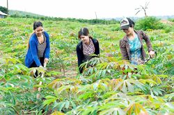 Krông Pa: Quyết liệt phòng-chống dịch bệnh trên cây trồng, vật nuôi