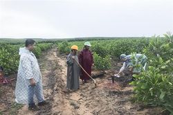 Xây dựng vùng nguyên liệu cho ngành công nghiệp chế biến gỗ xuất khẩu
