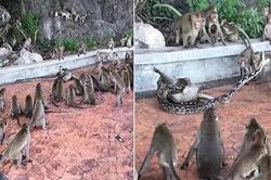 Trăn săn giết khỉ con 'bạo lực' và hành động bất ngờ của cả đàn...