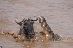 Cuộc chạm trán sinh tử giữa linh dương đầu bò và cá sấu sông Nile