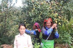 Sơn La: Quan tâm phát triển thương hiệu cho táo sơn tra