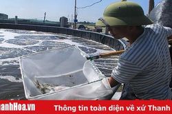 Phát triển tiêu chí sản xuất bền vững trong xây dựng nông thôn mới ở Nga Sơn