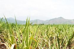 Hơn 110ha mía ở Ninh Hòa bị sâu đục thân