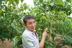 Trăn trở từ vườn cây trái hữu cơ…