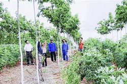 Kinh nghiệm cải thiện thu nhập cho người dân nông thôn tại Vĩnh Linh