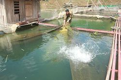 Toàn tỉnh: 2.730 ha nuôi trồng thủy sản