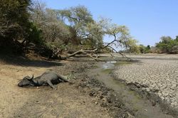 Hạn hán ở Zimbabwe, voi nằm chết bên hồ cạn nước