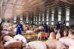 Dịch tả lợn châu Phi: Đã rơi vào điểm thấp nhất của chu kỳ dịch bệnh