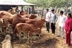 Ðắk Lắk phát huy tốt nguồn vốn ưu đãi