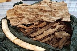 Hải quan phát hiện khách đi máy bay vận chuyển trái phép ngà voi