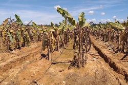 1.200ha chuối ngập lụt, HAGL Agrico lỗ gần nghìn tỷ quý 3 dù đã 'bán con'
