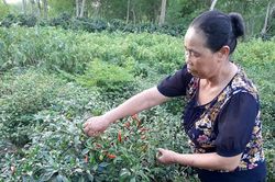 Phong trào phụ nữ khởi nghiệp ở Mường Ảng
