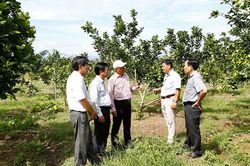 Chuyển đổi 457 ha cây trồng