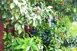 Biển báo tên đường nằm trong lùm cây