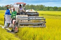 'Lúa gạo là ngành hàng rủi ro, cần giảm nửa triệu ha đất lúa'