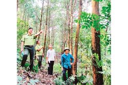 Tạo điều kiện thuận lợi trong trồng rừng gỗ lớn