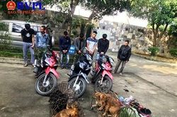 VKS phê chuẩn lệnh bắt người bị giữ trong trường hợp khẩn cấp với nhóm trộm chó