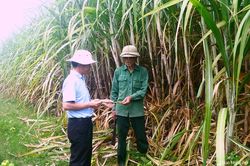 Công ty CP Mía đường Sông Con: Sẵn sàng cho vụ ép mới