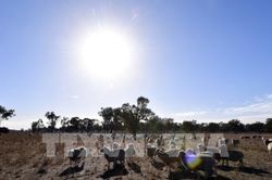 Australia bổ sung gần 700.000 USD để cứu trợ hạn hán
