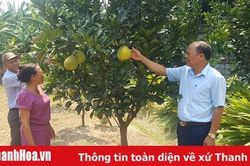 Khuyến khích tích tụ, tập trung đất đai để phát triển sản xuất nông nghiệp quy mô lớn, ứng dụng công nghệ cao