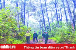 Chủ động bảo vệ rừng thông trong mùa khô hanh