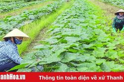Hiệu quả từ các phong trào thi đua trong xây dựng nông thôn mới