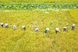 Yêu thương tháng mười một