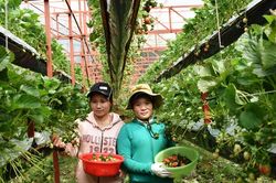 Vườn dâu tây 'lưu động' bên đường phố
