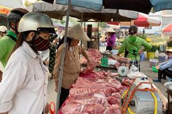 Giá lợn hơi đạt đỉnh 70 nghìn đồng/kg