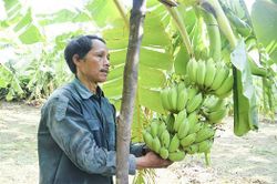 Xây dựng nông thôn mới gắn với giảm nghèo ở miền núi