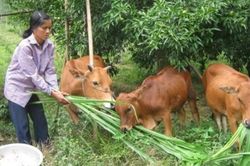 Hiểu lòng dân để giám sát, phản biện