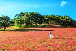 Mùa hội cỏ hồng trên cao nguyên Lang Biang