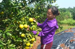 'Tuyệt chiêu' dùng thuốc lào, hoa cúc trị bệnh cho cam ở Nghệ An