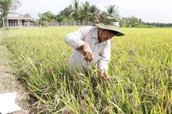 Bến Tre: Cựu chiến binh khởi nghiệp với cây lúa