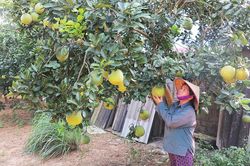 Phụ nữ Yên Lập xây dựng nông thôn mới