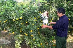 Phúc Ninh xây dựng nông thôn mới nâng cao
