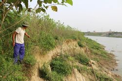 'Cát tặc' gây sạt lở nghiêm trọng bờ sông Cầu