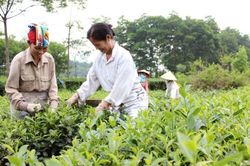 7.360 tỷ đồng phát triển vùng dân tộc thiểu số Đông Bắc Bộ