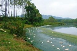 Môi trường ô nhiễm do công ty chăn nuôi xả thải