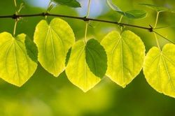 Tử vi ngày 10/11/2019: Tuổi Thìn có kẻ xen ngang, tuổi Tuất cơ hội tỏa sáng