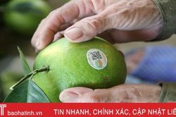 Được bảo hộ nhãn hiệu, đặc sản cam Hà Tĩnh thương lái mua giá cao