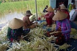 Cà Mau: Dân ăn nên làm ra từ thứ cỏ dại mọc tốt lút cả đầu người