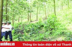 Như Thanh khai thác tiềm năng, lợi thế phát triển rừng trồng gỗ lớn