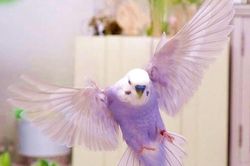 'Tan chảy' với giống vẹt tím tưởng chỉ có ở xứ thiên đường