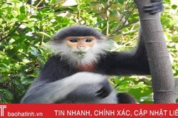 Khẩn cấp bảo vệ 'nữ hoàng' linh trưởng ở Vườn Quốc gia Vũ Quang