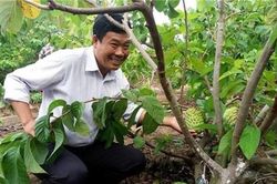 Gia Lai: Na Hoàng Hậu đậu quả ngọt ở Đông Trường Sơn