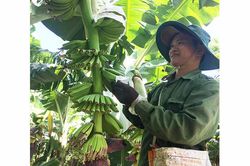 Liên kết trồng chuối xuất khẩu ở Chư Pah: Hướng đi mới