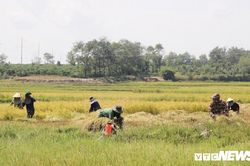 Bức tranh mùa lúa vàng trên vùng đất đỏ bazan