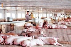 Giá thịt lợn tăng gần gấp đôi, chưa có dấu hiệu dừng lại