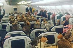 Cho chim ưng đi máy bay, giới siêu giàu Arab chơi trội